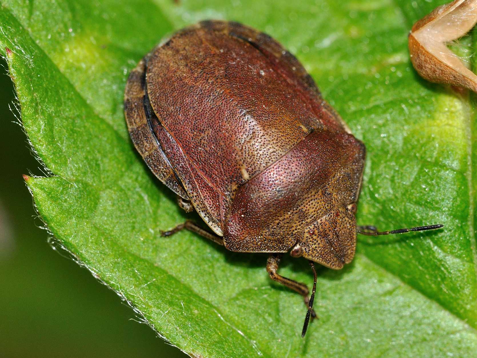 Scutelleridae - Eurygaster sp. ?